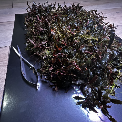 Portion XXL Bucephalandra Kedagang