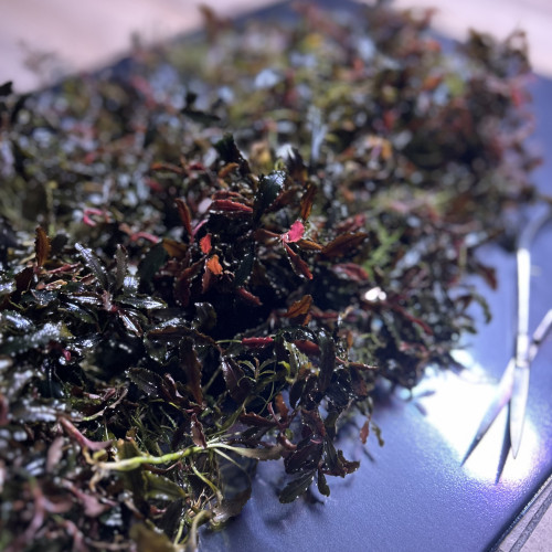Portion XXL Bucephalandra Kedagang