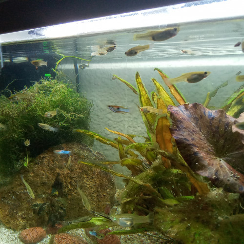 Guppy Endler blu japan