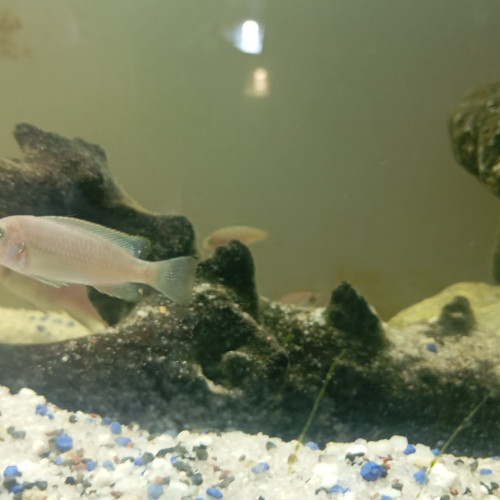 Cynotilapia afra Cobue