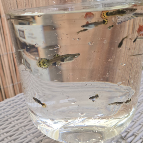 Guppys en tous genre et de toutes tailles