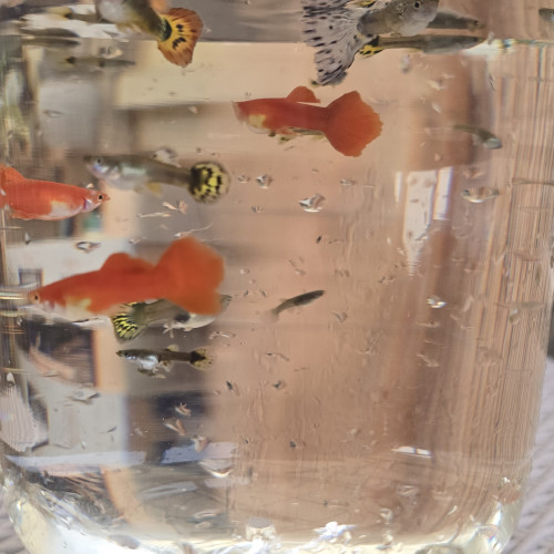 Guppys en tous genre et de toutes tailles