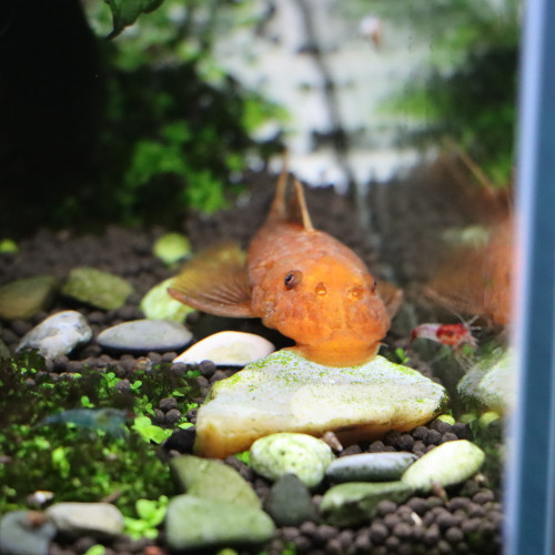 Aquarium + livestock+ hardscape + plants + equipment