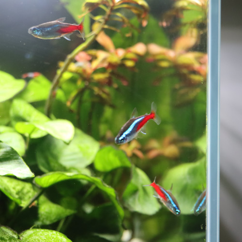 Aquarium + livestock+ hardscape + plants + equipment