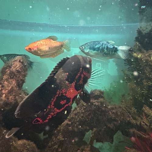 Vends Astro Oscar, Gourami et Metynnis
