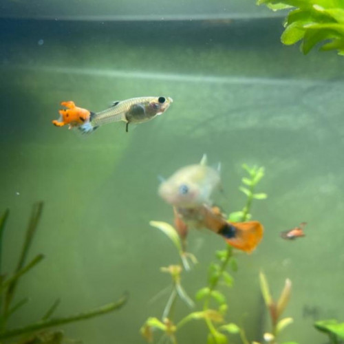 guppy