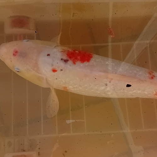 carpes Koi