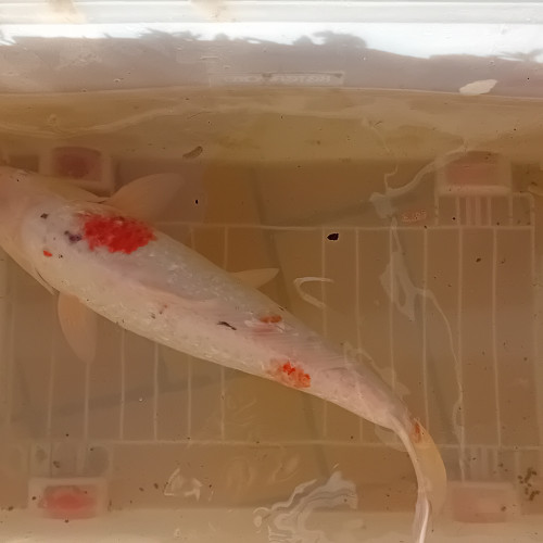 carpes Koi