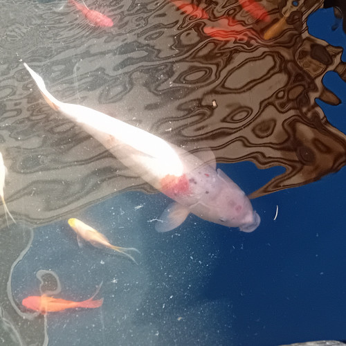 carpes Koi