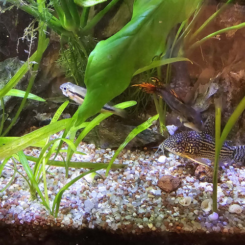 Donne Apistogramma Cacatuoides