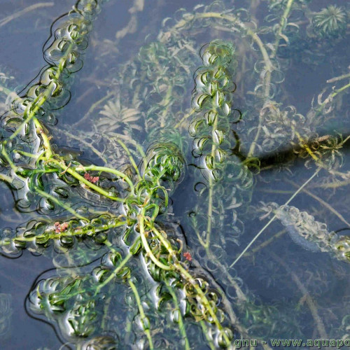 Elodée, Elodea canadensis