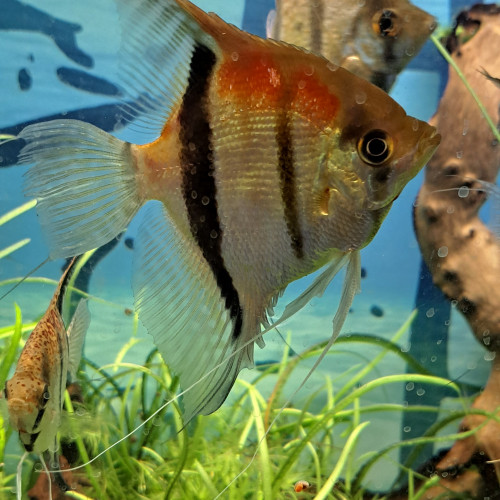Scalaires Manacaparu red back