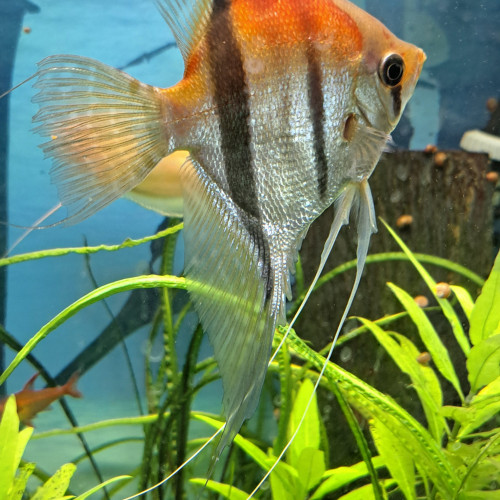 Scalaires Manacaparu red back