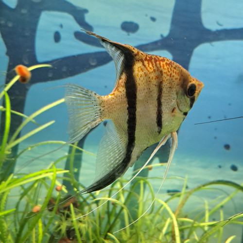Couple Scalaires Red guyana