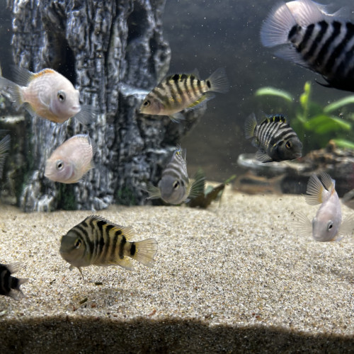 Vend bébé Amatitlania nigrofasciata