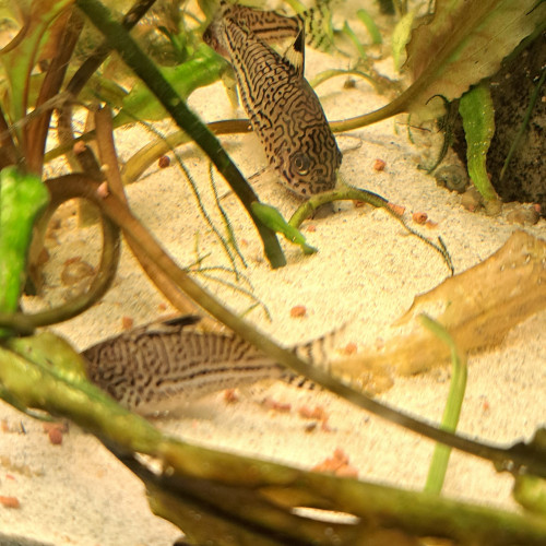 Corydoras julii trilineatus