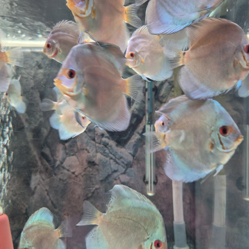 Discus