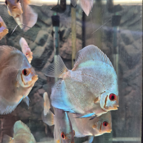 Discus