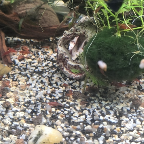 Gravier + substrat aquarium 35-40kg