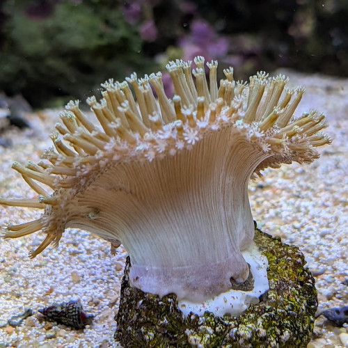 Sarcophyton sp.
