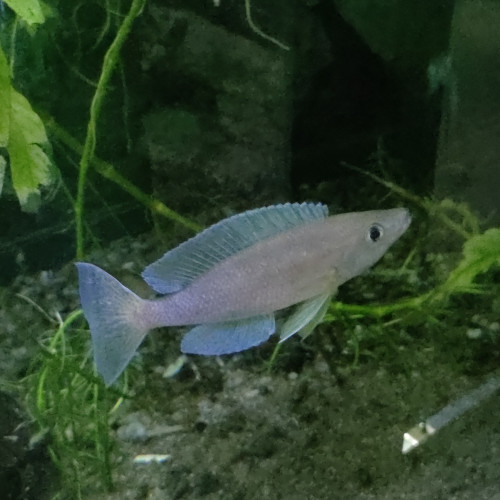 Cyprichromis coloratus