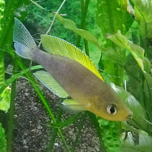 Cyprichromis coloratus