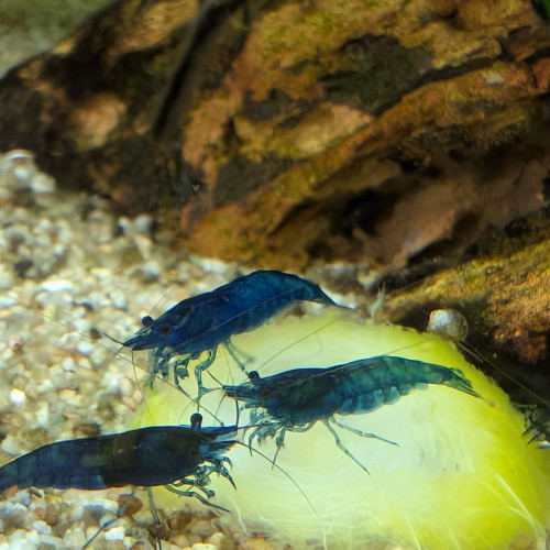 Crevettes bleues Neocaridina davidi