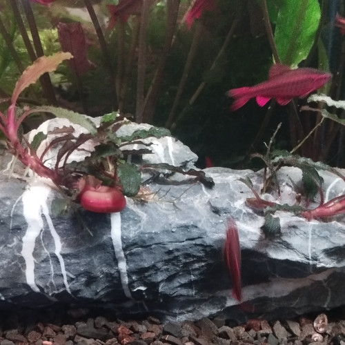 Plantes épiphytes et mousses sur supports