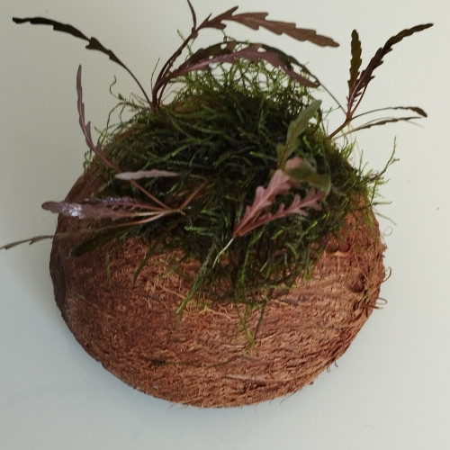 Plantes épiphytes et mousses sur supports