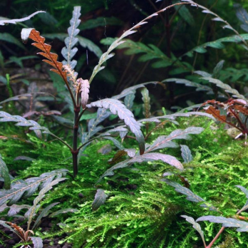 Plantes épiphytes et mousses sur supports