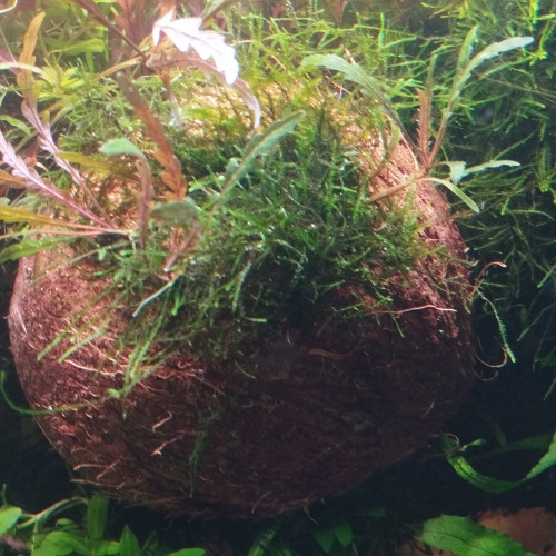 Plantes épiphytes et mousses sur supports