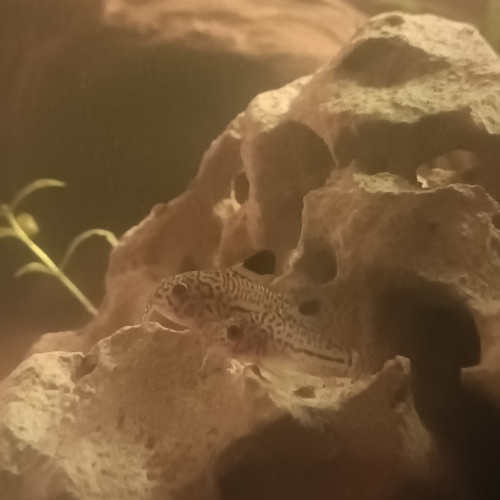 Lot de 7 Corydoras Julii