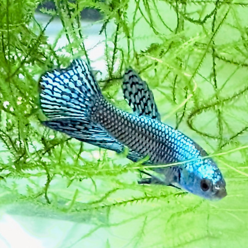 Combattants betta alien green