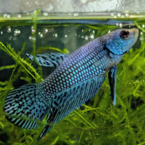Combattants betta alien green
