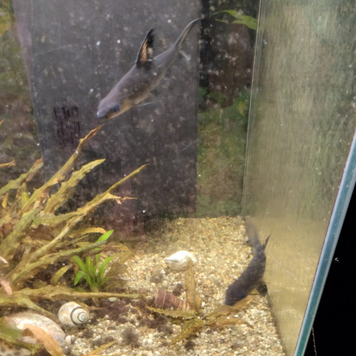 Vends poissons adultes