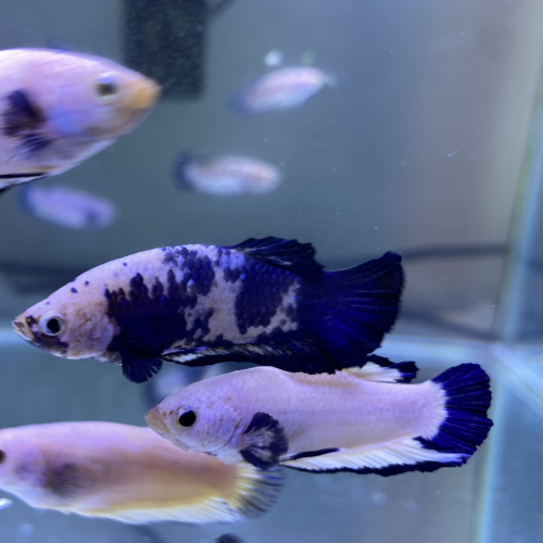 Betta plakat Blue Rim & Marble