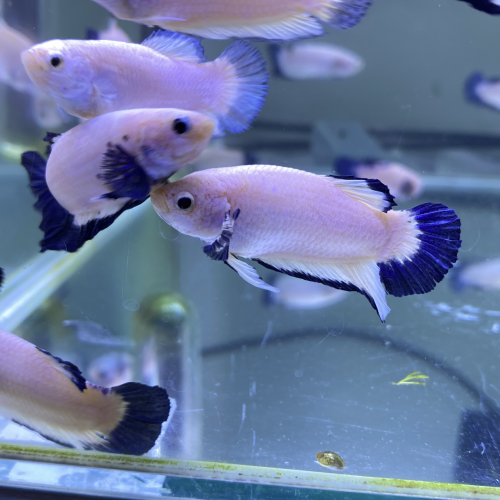 Betta plakat Blue Rim & Marble