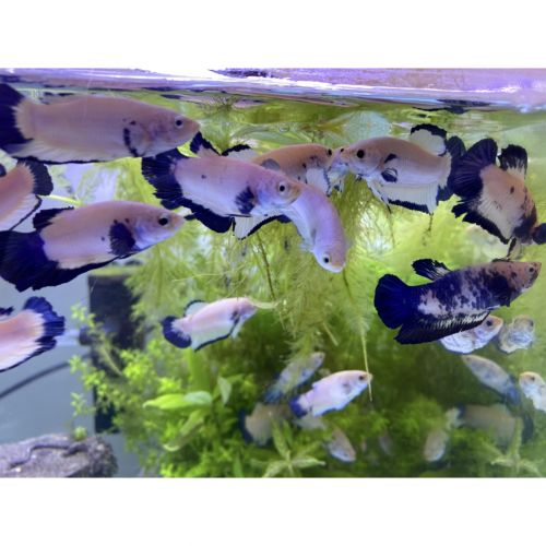 Betta plakat Blue Rim & Marble