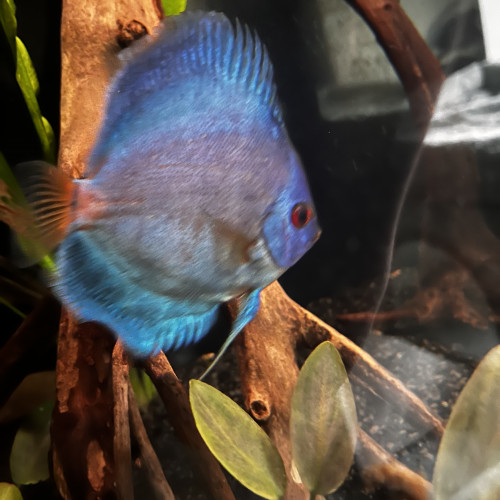 Vend 4 discus