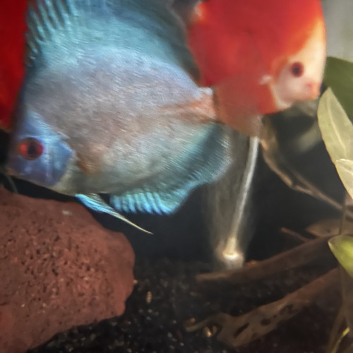 Vend 4 discus