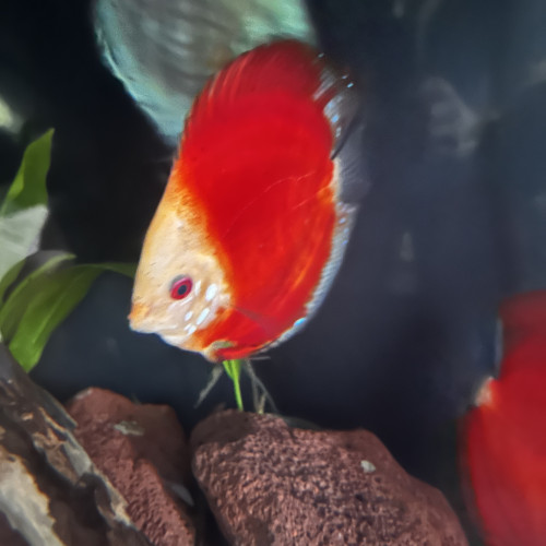 Vend 4 discus