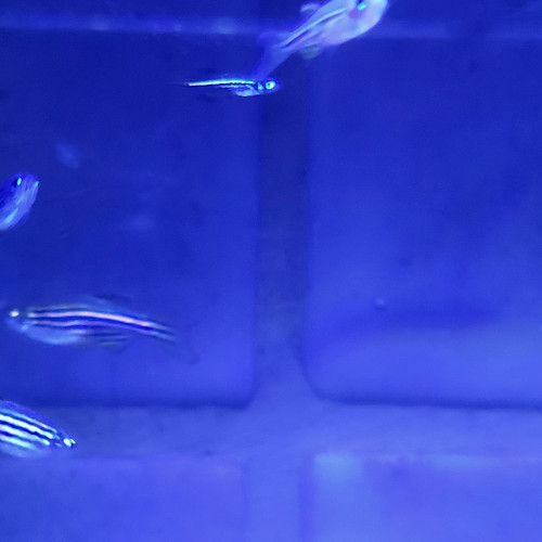 A vendre - Danio rerio nés cet été