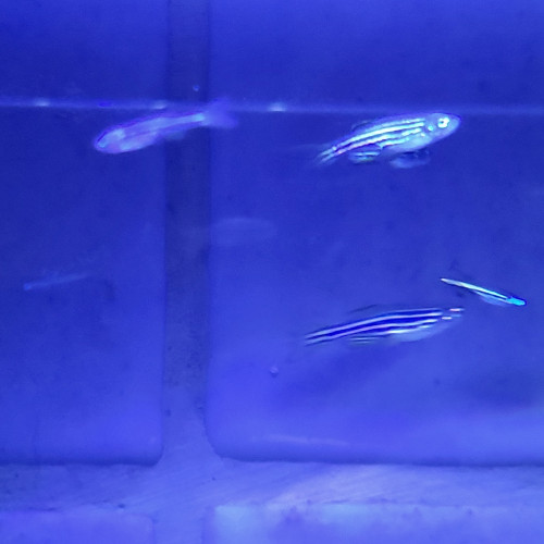 A vendre - Danio rerio nés cet été