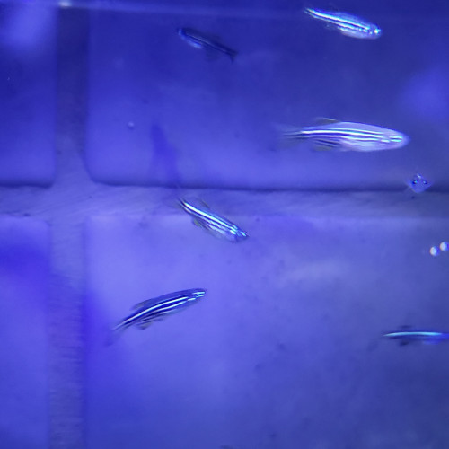 A vendre - Danio rerio nés cet été