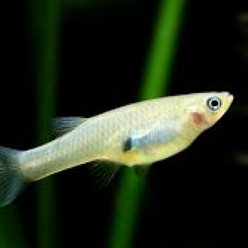 Gambusies adultes