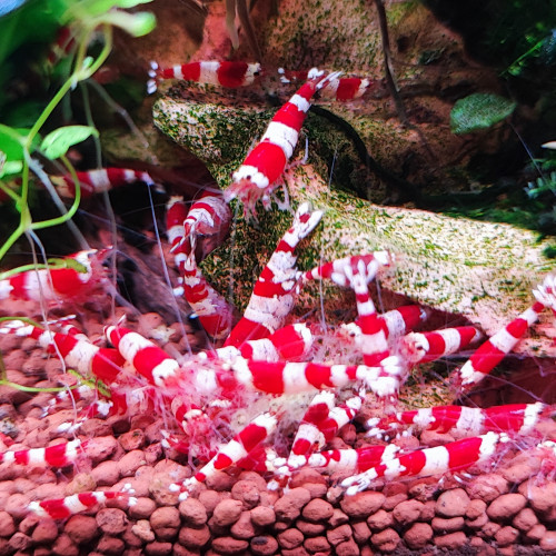 Crevettes red crystal