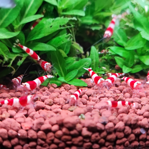 Crevettes red crystal