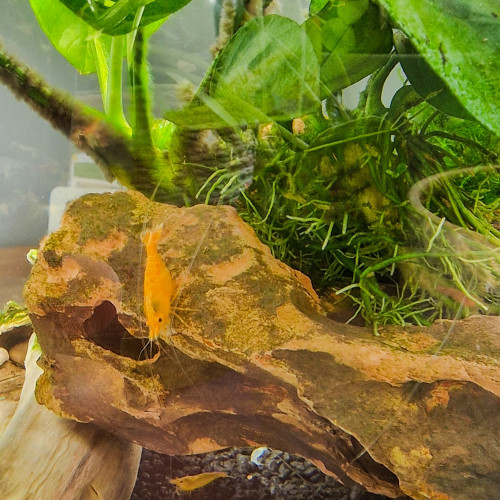 Crevettes Neocaridina