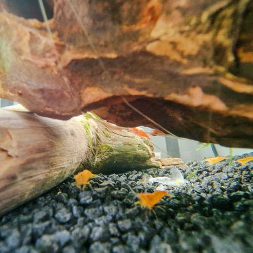 Crevettes Neocaridina