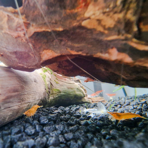 Crevettes Neocaridina